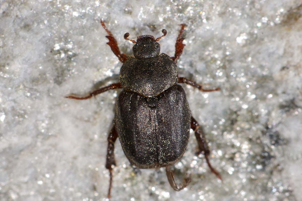 Hoplia sp., Rutelidae